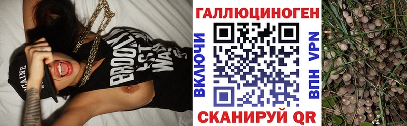 Галлюциногенные грибы Psilocybe  где продают наркотики  Дорогобуж 